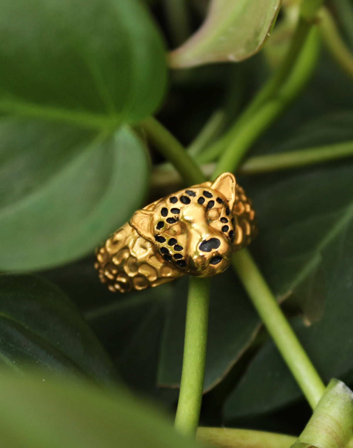 Anillo Jaguar