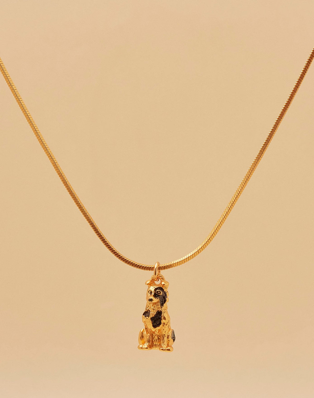 Collar Border Collie