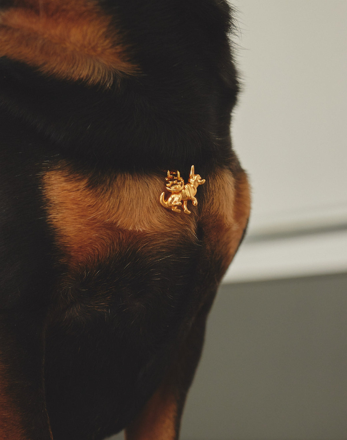 Collar Chihuahua