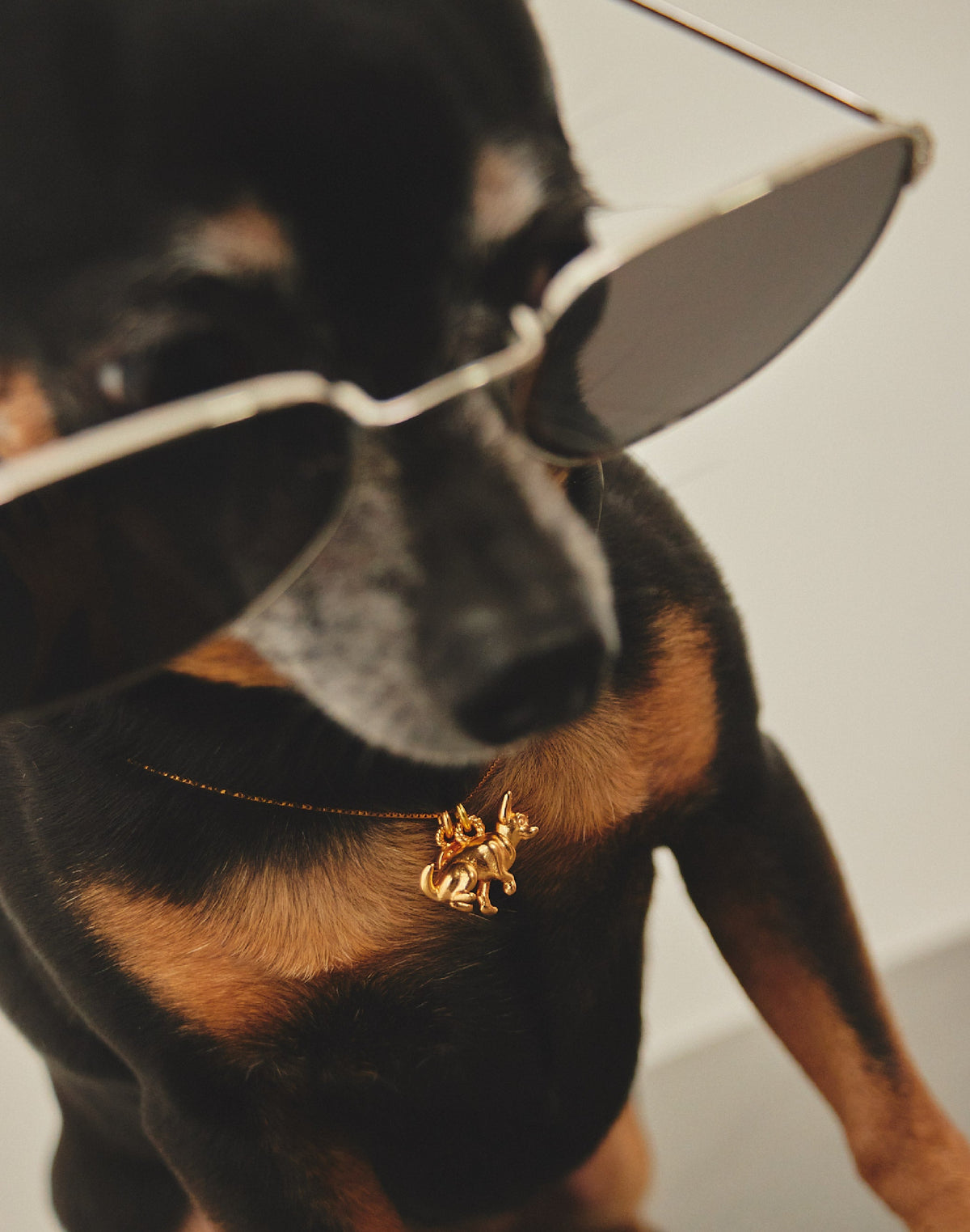 Collar Chihuahua