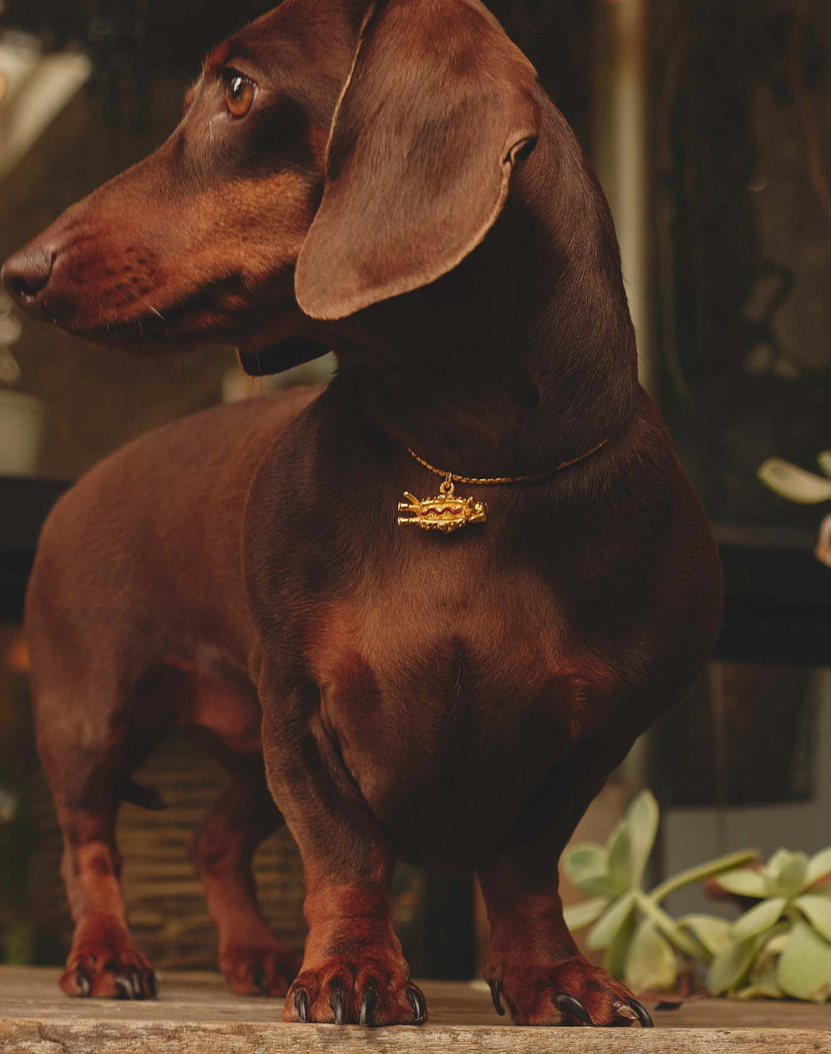 Collar Hot Dog