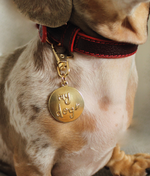 Medalla Oh My Dog